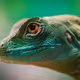 animalsex2