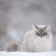 Snowcat