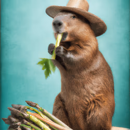 Wooden Johannes Beaver #11