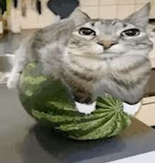 Arbus CAT