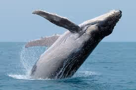 whale