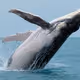 whale