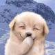 BlackGoo
