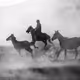 HORSES