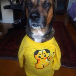 @roumi123 mydog