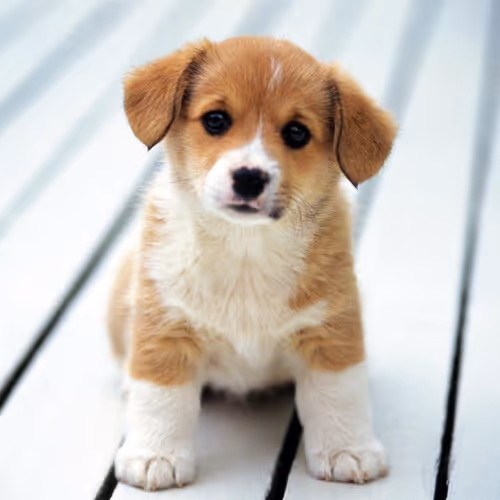 Doge