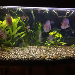 fish