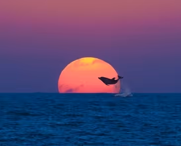 sea
