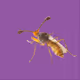 Fly on a Wall V2