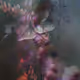 Blooming Indecision