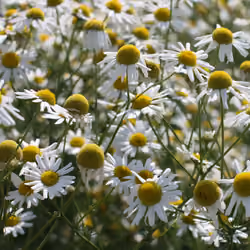 Flowers002