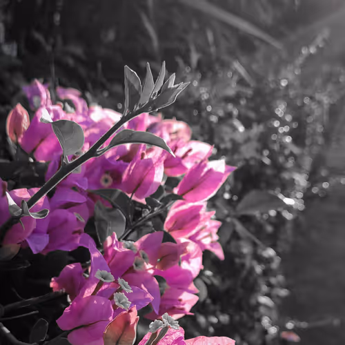 Nature