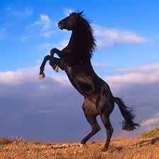 Horse 1