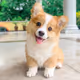 Corgy