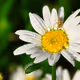 World of flowers