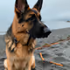 German Shepherd in the rain