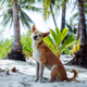 Dogs on the beach