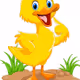 ordek