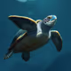 Sea Turtle Tipsy