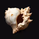 Shell Sanity