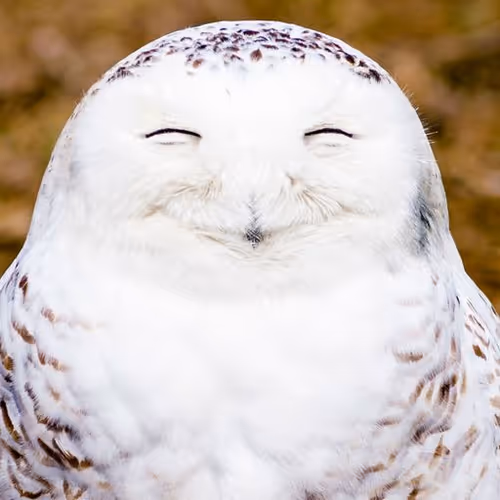MagicOwl