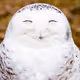 MagicOwl