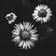 Monochrome Nature - Avalanche