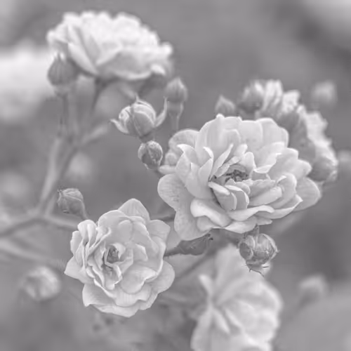 Grayness Nature