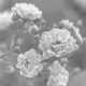 Grayness Nature