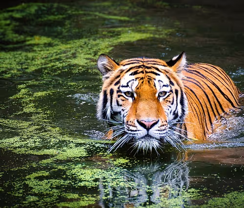 Virtual Clairvoyance