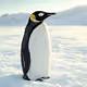 PENGU
