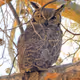 Owls of Sonora
