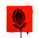 Hanami