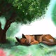 German Shepherd in the free world