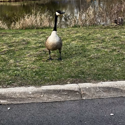 Barthelomi the Goose