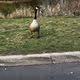 Barthelomi the Goose