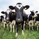 COWTEAM