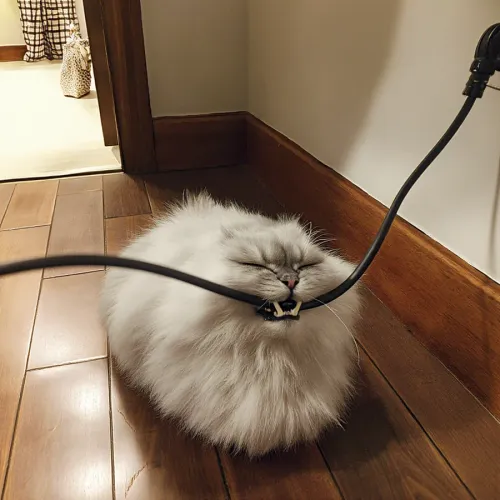ELECTRIC TRAP