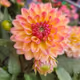 Pretty Flowers