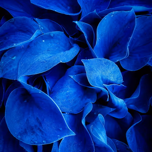 Digital Botanica