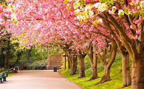 pink tree cool