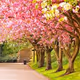 pink tree