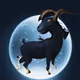 Goat