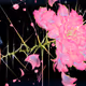 FFFLOWERSSS