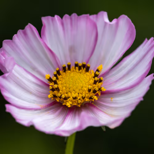 gallery of flowers