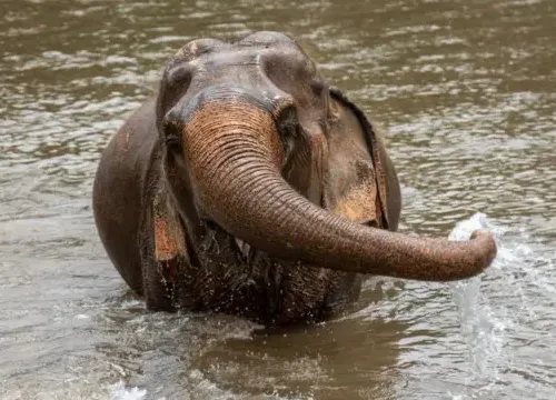 elephant