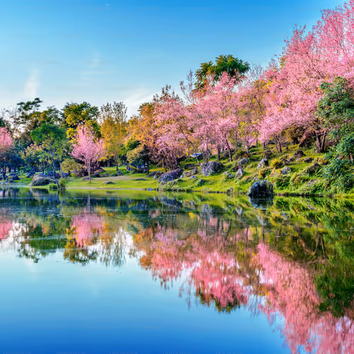 Spring in somewhere
