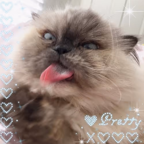 My Lovely Kitty ❦ ♡ ♥