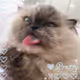 My Lovely Kitty ❦ ♡ ♥