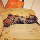 cute dogo